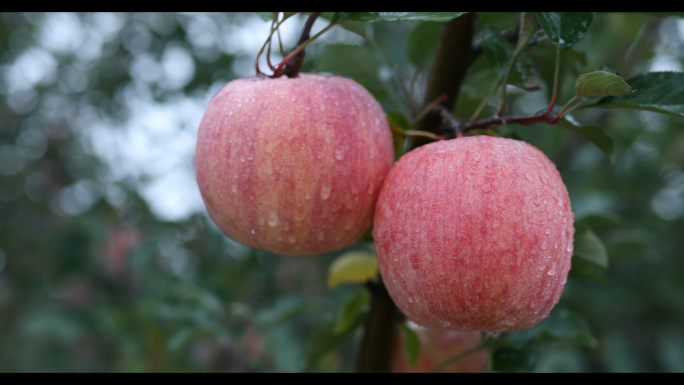 4K苹果-果园-富士苹果-水果-果子