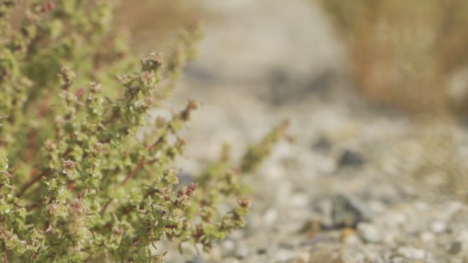 自然风光戈壁滩植物骆驼刺风沙