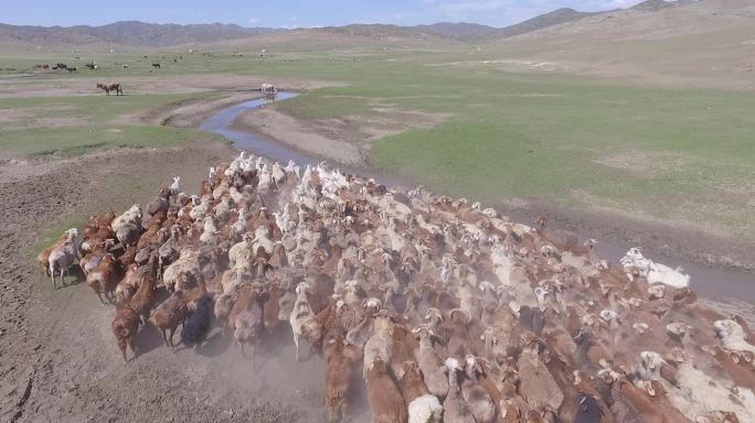 新疆草原羊群奔跑