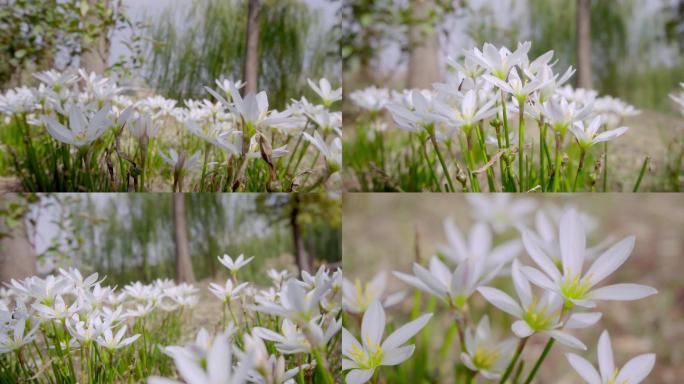 葱兰花、葱莲植物