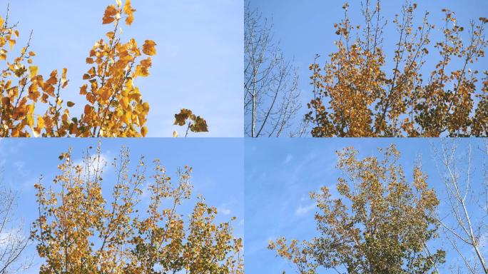 秋天蓝天下的白杨树-4K