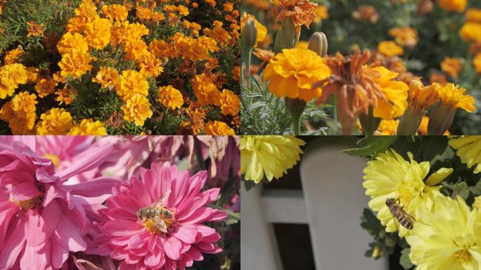 蜜蜂和花朵菊花秋菊
