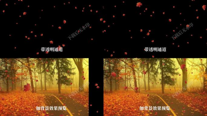 秋天枫叶飘落动态视频素材（带透明通道）