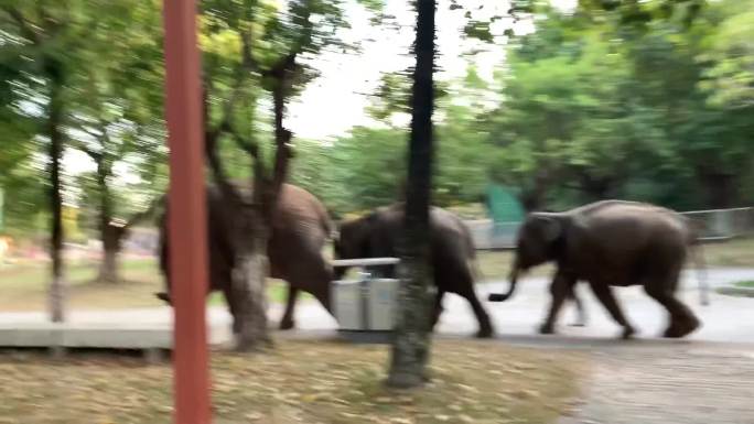 动物园大象行走