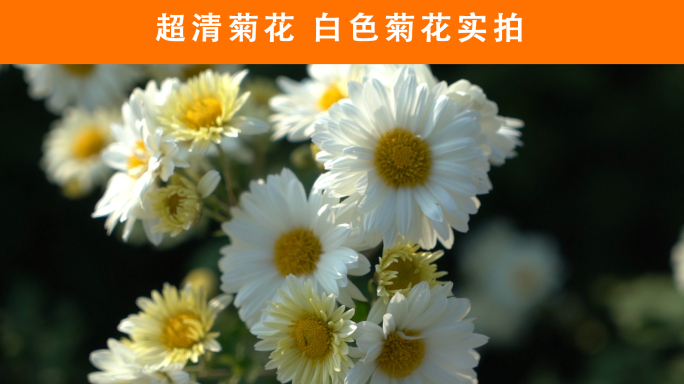 超清菊花白色菊花实拍