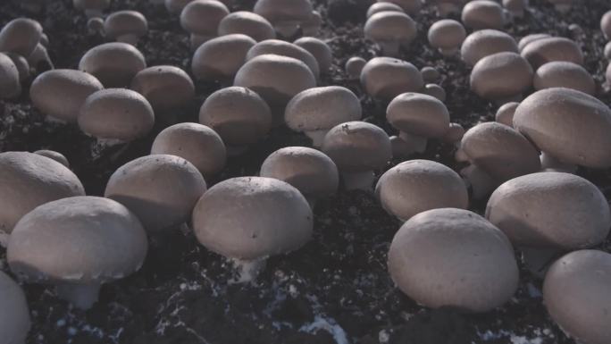 褐菇蘑菇口蘑蘑菇种植采摘