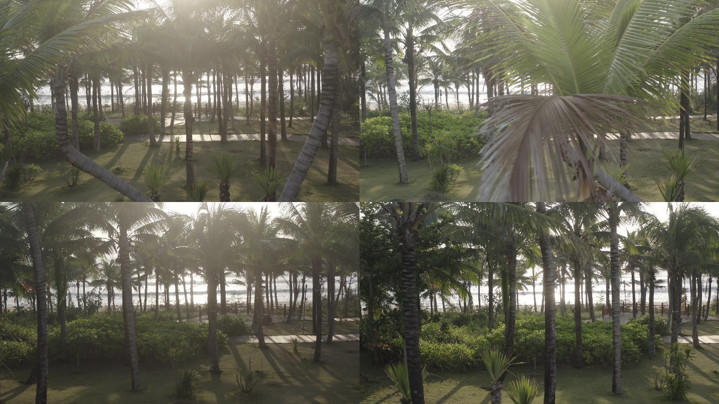 4K原素材-航拍海岸线上的椰树林
