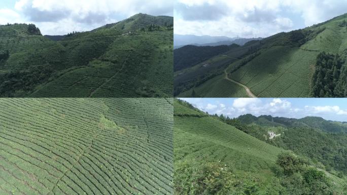 雷山茶叶