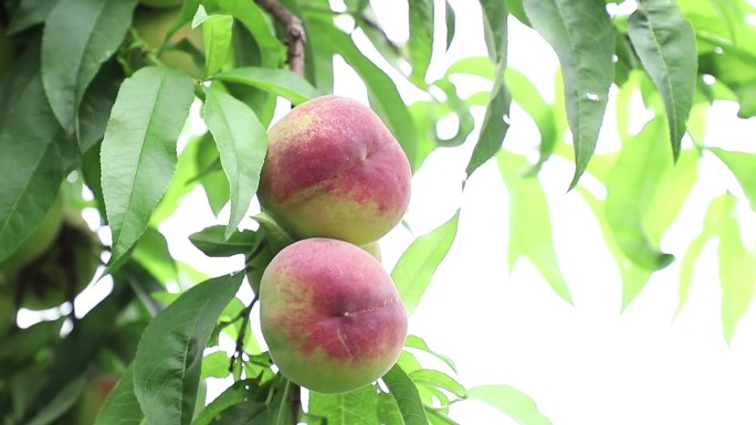 农民销售果园成熟的桃子