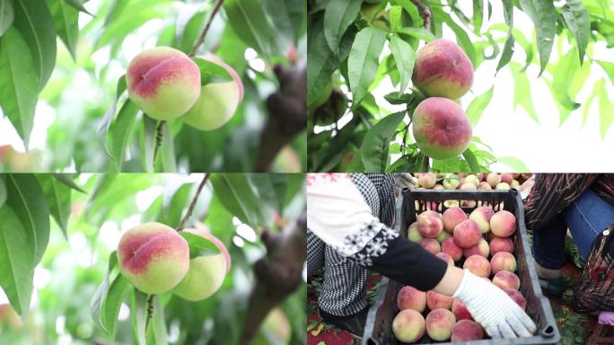 农民销售果园成熟的桃子