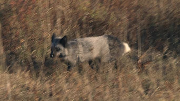 狐狸草原戈壁野生动物