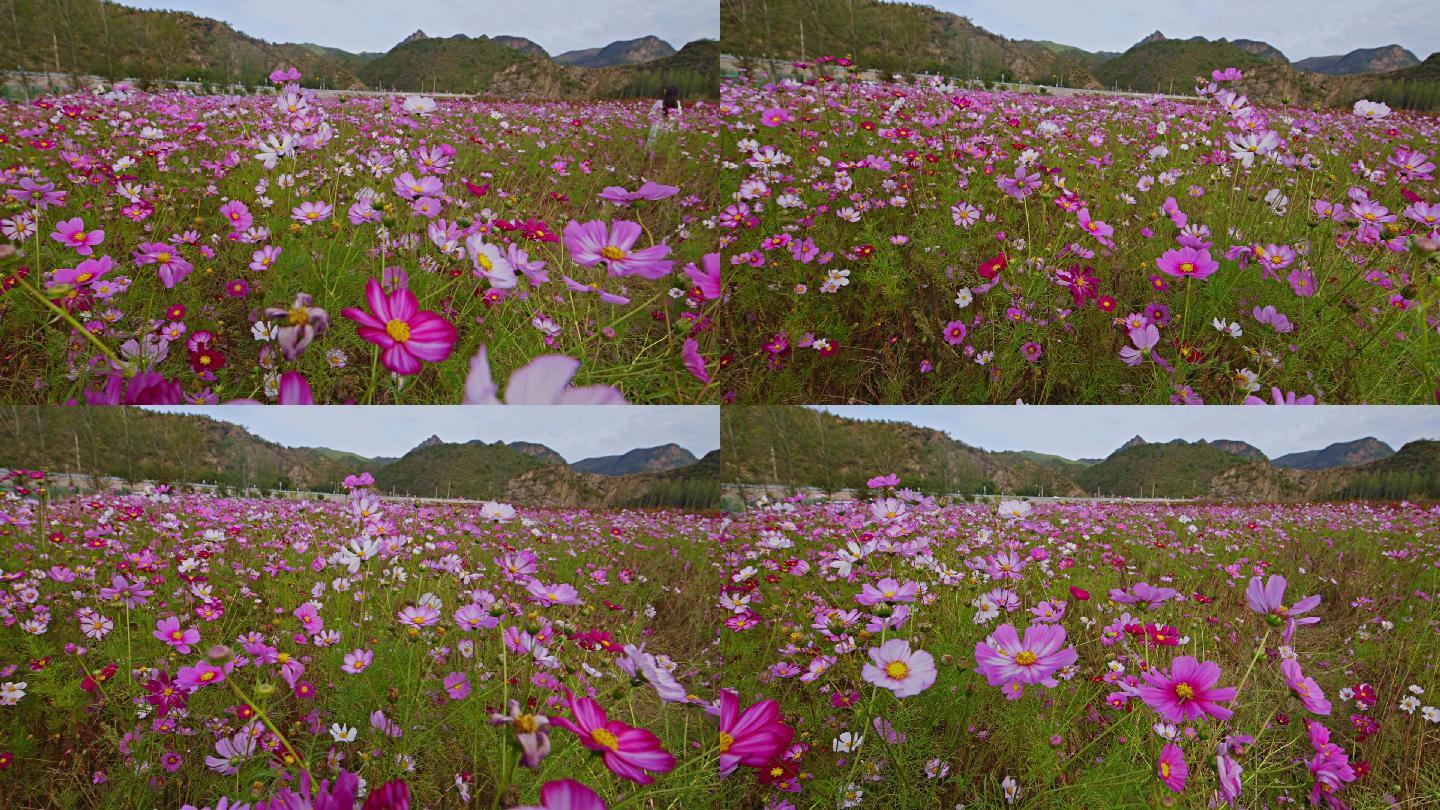 花海草原格桑花高原青山