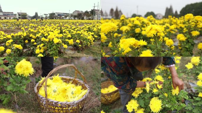 菊花采摘