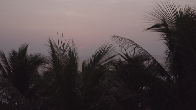 4Klog-航拍海岸线上的椰树林