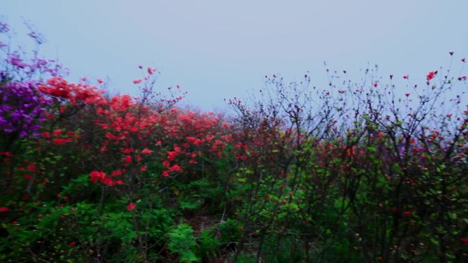 杜鹃花海中行走03