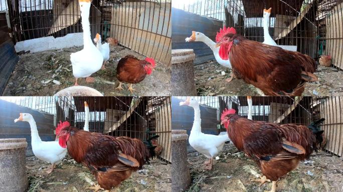 广角拍摄素材农家饲养的鸡和鹅