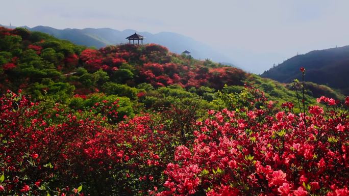 漫山遍野的杜鹃花18