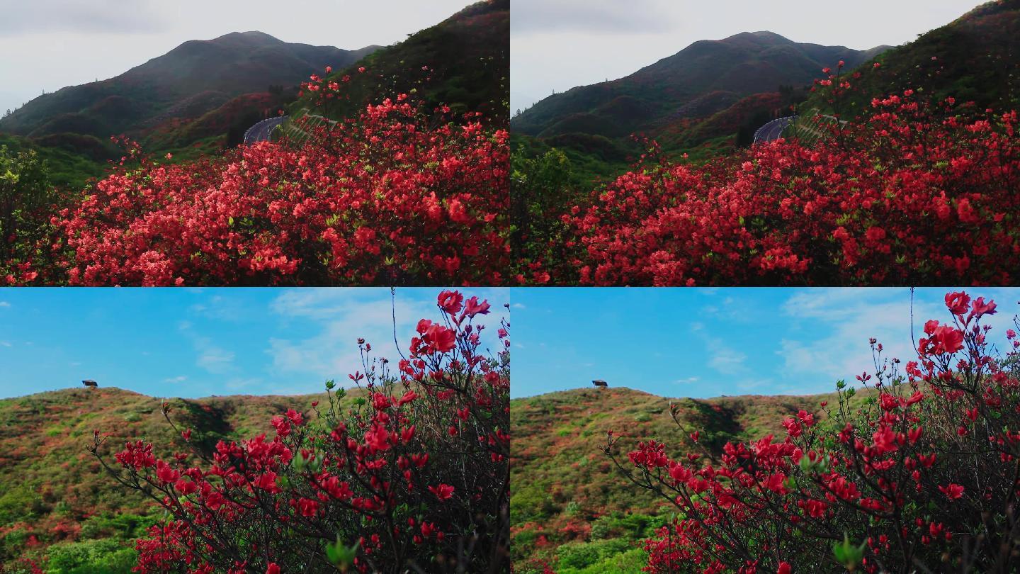 漫山遍野的杜鹃花20