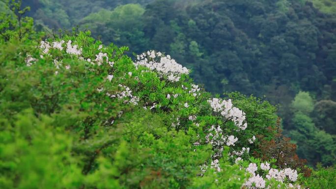 山上的白色杜鹃花