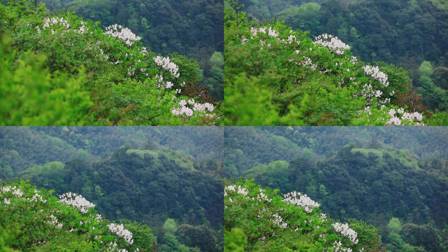 山上的白色杜鹃花