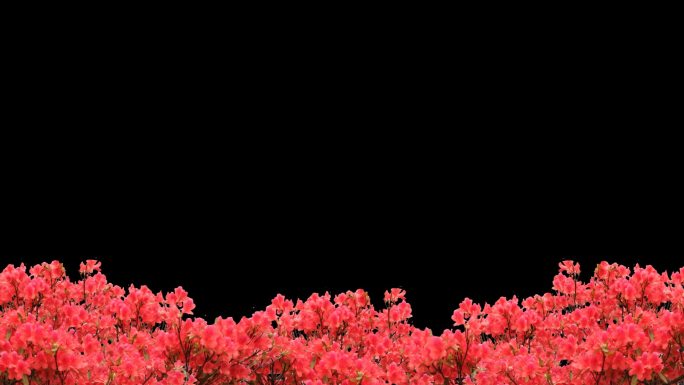 鲜花映山红杜鹃花带透明通道