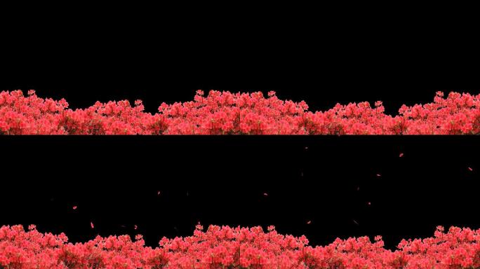 鲜花映山红杜鹃花带透明通道