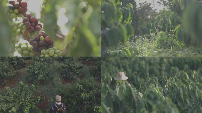 越南采摘咖啡豆