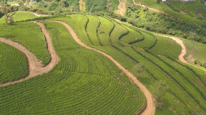 4K茶田绿色梯田种茶茶园航拍