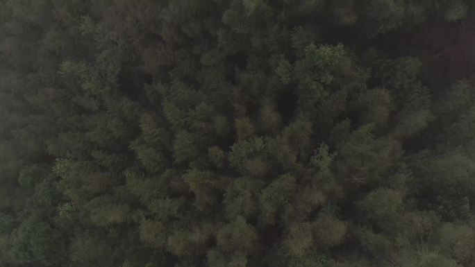 温州自然森林4k