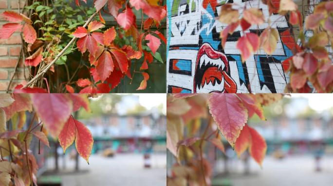 北京798艺术区秋天的红叶