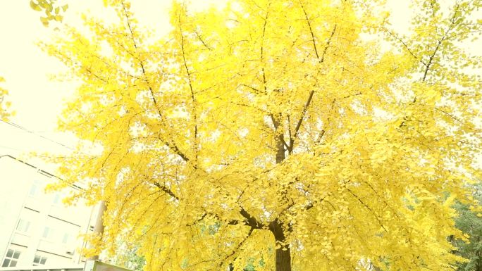 秋天的金黄的银杏树