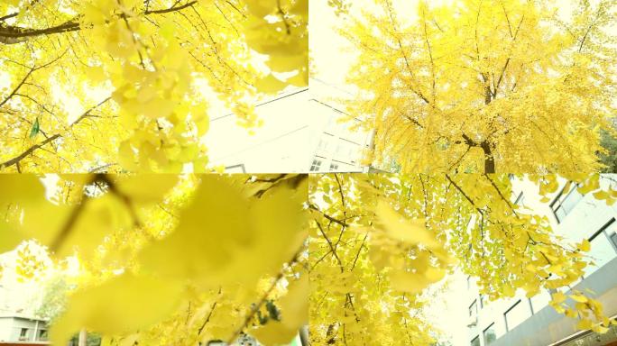 秋天的金黄的银杏树
