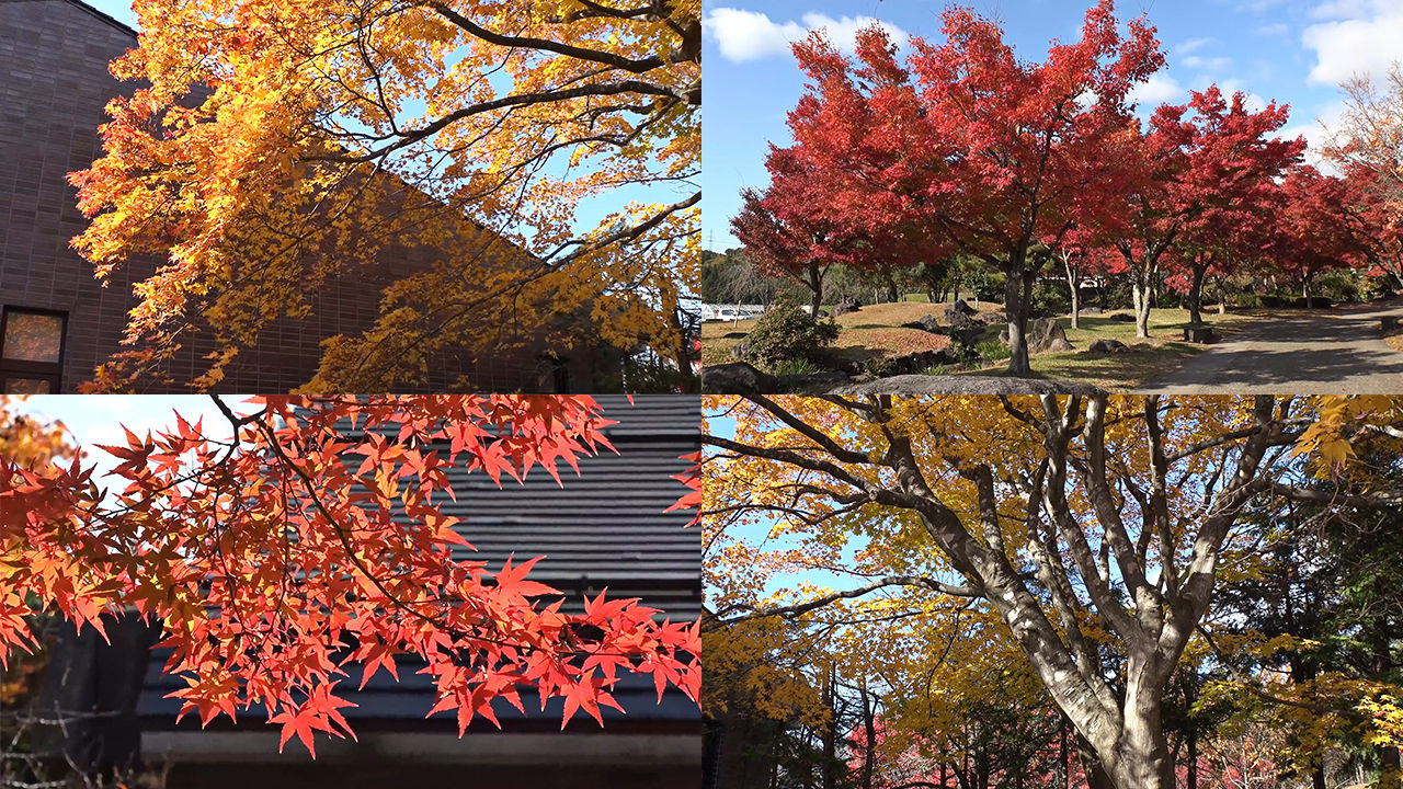 金秋枫叶林红叶树木清新自然环境风吹4k 3840x2160 高清视频素材下载 编号 实拍视频 Vj师网www Vjshi Com