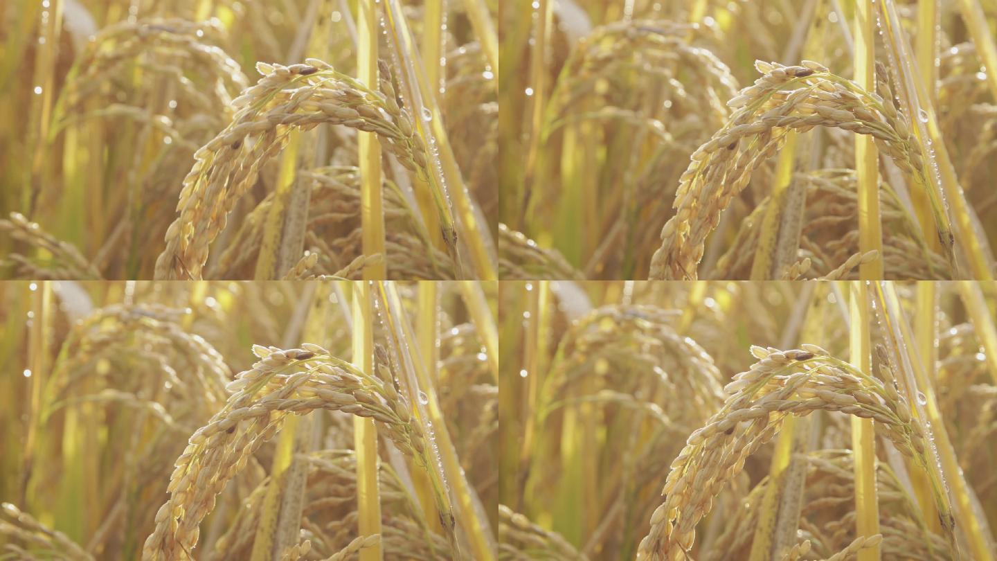 【原创】丰满的水稻慢镜头