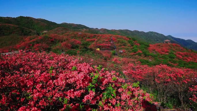 漫山遍野的红色杜鹃花07