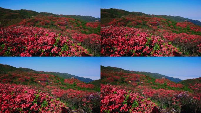 漫山遍野的红色杜鹃花07