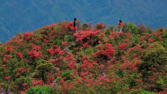 山坡上的杜鹃花09