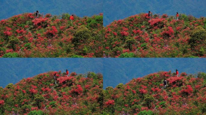 山坡上的杜鹃花09