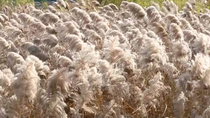 随风飘荡的芦苇、芦苇花