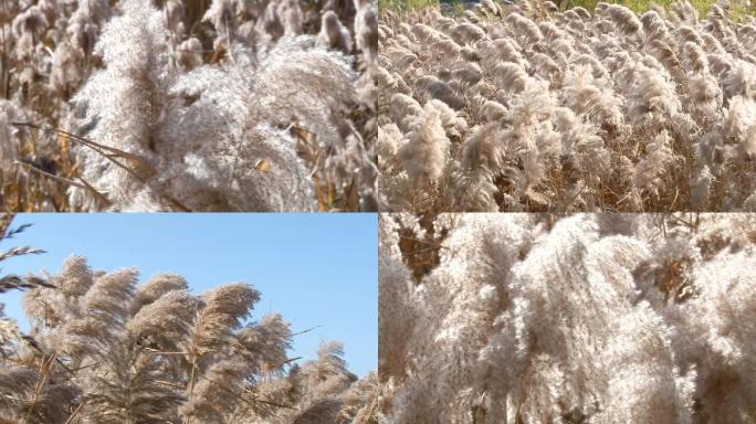 随风飘荡的芦苇、芦苇花