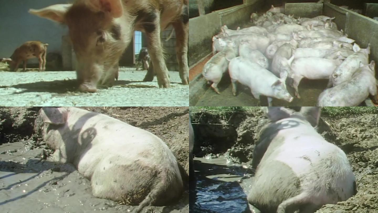 80年代养猪养殖业