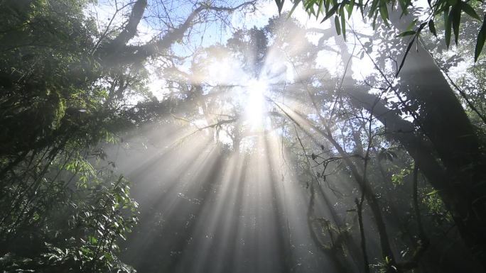 阳光透射进树林雾在林中穿过
