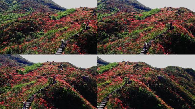 漫山遍野的红色杜鹃花21
