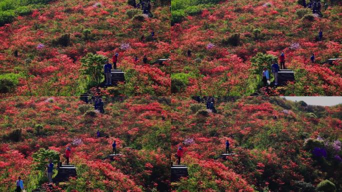 漫山遍野的红色杜鹃花23