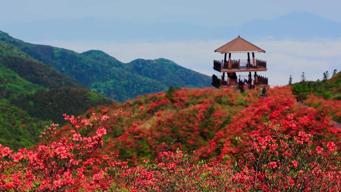 漫山遍野的红色杜鹃花17