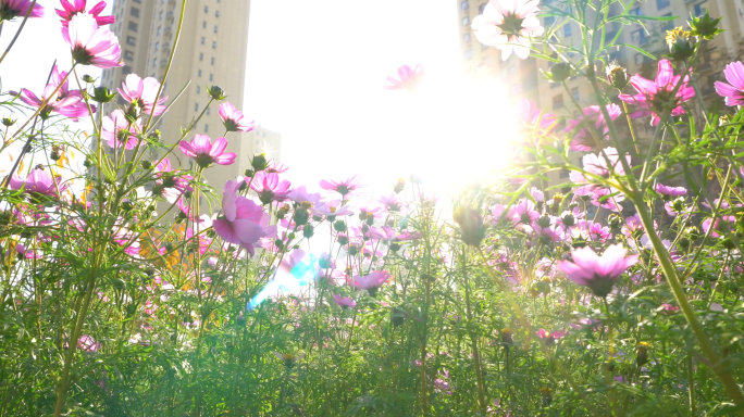 4K阳光花朵-逆光-格桑花-清晨花朵