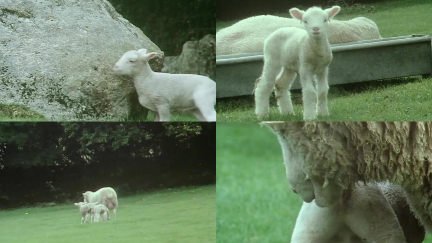80年代养羊