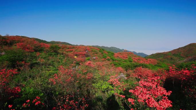 漫山遍野的红色杜鹃花09