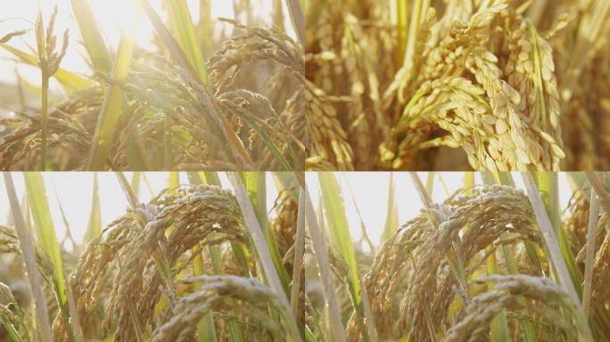 【原创】4K农场水稻种植基地