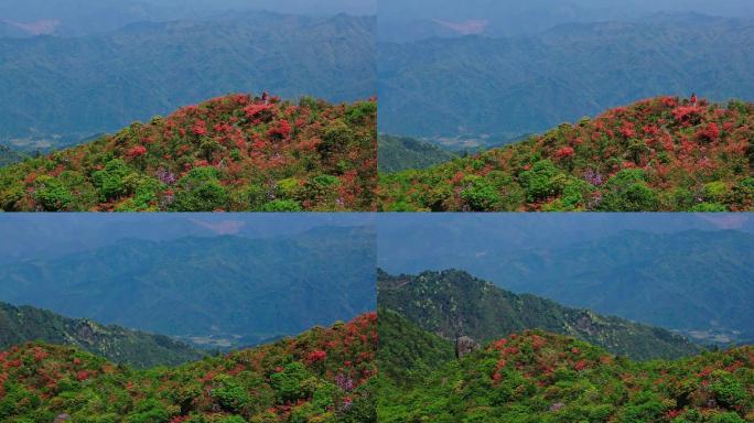 山坡上的杜鹃花07